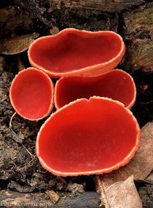 Klikni pro velký obrázek