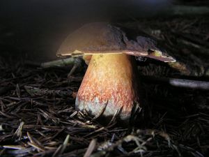 Klikni pro velký obrázek