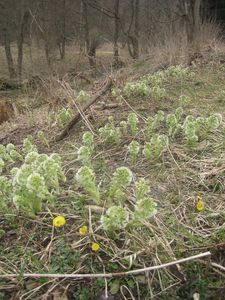 Devětsil bílý (Petasites albus)