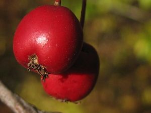 Hloh (Crataegus)