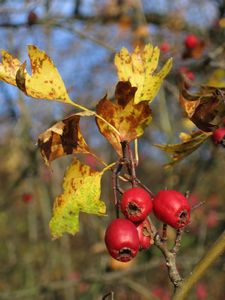 Hloh (Crataegus)