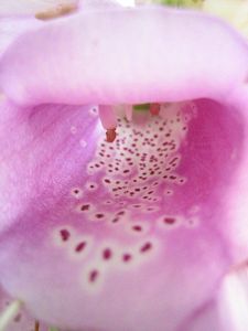 Náprstník červený (Digitalis purpurea)