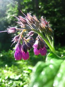 Kostival lékařský (Symphytum officinale)