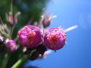 Kostival lékařský (Symphytum officinale)