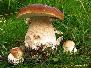 Klikni pro velký obrázek