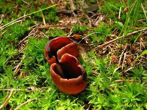 Klikni pro velký obrázek