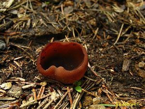 Klikni pro velký obrázek