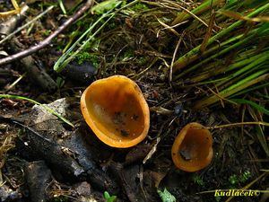 Klikni pro velký obrázek