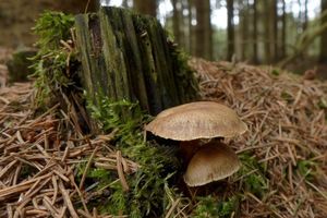 Klikni pro velký obrázek