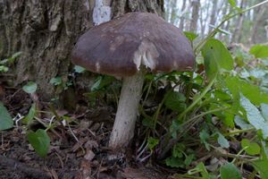 Klikni pro velký obrázek