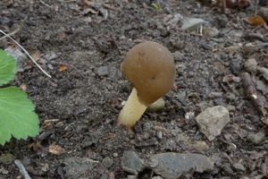 Klikni pro velký obrázek