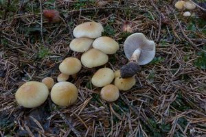 Klikni pro velký obrázek