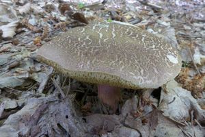 Klikni pro velký obrázek