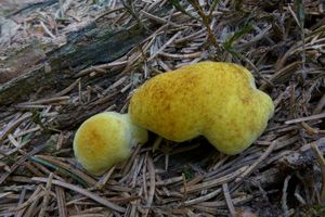 Klikni pro velký obrázek