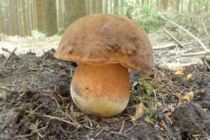 Klikni pro velký obrázek