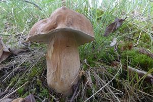 Klikni pro velký obrázek