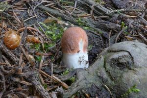 Klikni pro velký obrázek