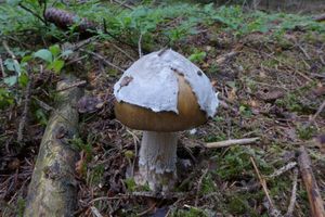 Klikni pro velký obrázek