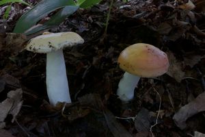 Klikni pro velký obrázek