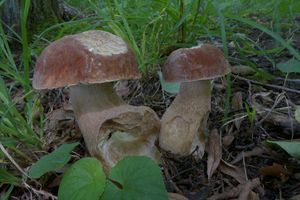 Klikni pro velký obrázek