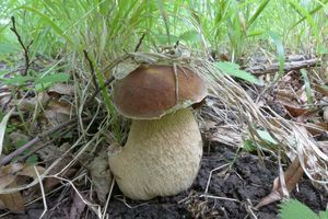 Klikni pro velký obrázek