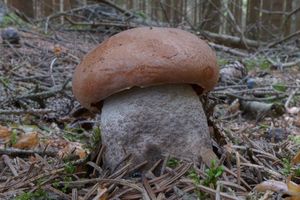 Klikni pro velký obrázek