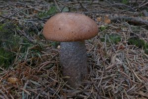 Klikni pro velký obrázek