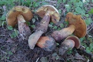 Klikni pro velký obrázek