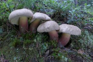 Klikni pro velký obrázek