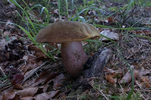 Klikni pro velký obrázek