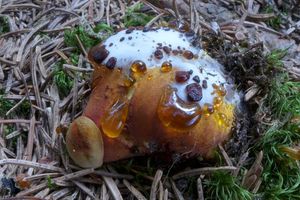 Klikni pro velký obrázek