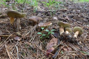 Klikni pro velký obrázek