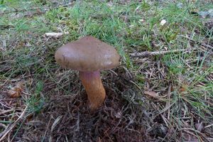 Klikni pro velký obrázek