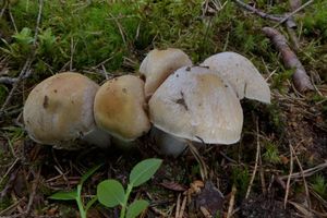 Klikni pro velký obrázek