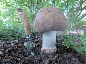 Klikni pro velký obrázek