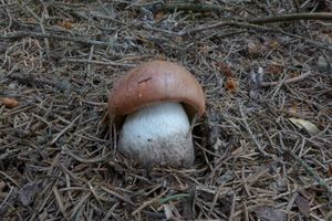 Klikni pro velký obrázek