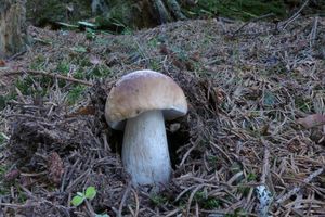 Klikni pro velký obrázek