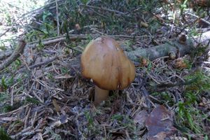 Klikni pro velký obrázek