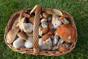 Klikni pro velký obrázek