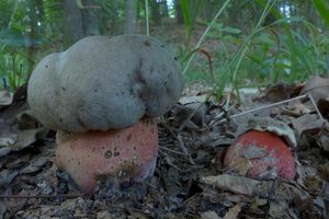 Klikni pro velký obrázek