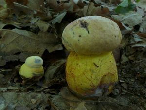 Klikni pro velký obrázek