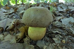 Klikni pro velký obrázek