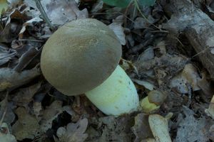 Klikni pro velký obrázek