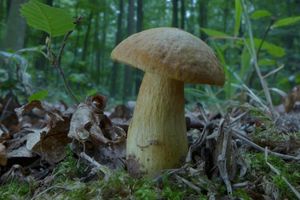 Klikni pro velký obrázek