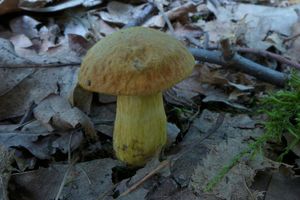 Klikni pro velký obrázek