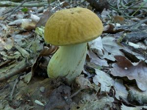 Klikni pro velký obrázek