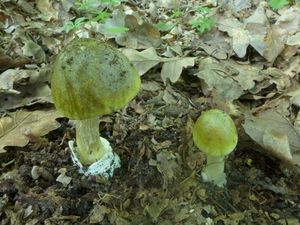 Klikni pro velký obrázek