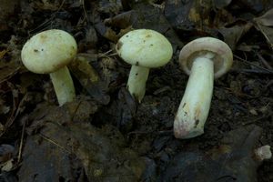 Klikni pro velký obrázek