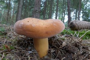 Klikni pro velký obrázek