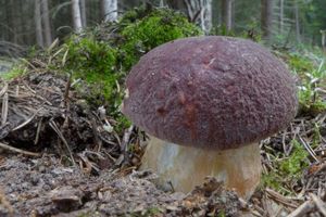 Klikni pro velký obrázek